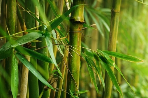 20 Manfaat  Daun Bambu  Untuk  Kesehatan  Manfaat  co id