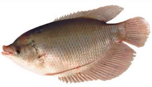 ikan gurame