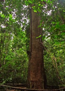 10 Manfaat Kayu Ulin Kalimantan dan Bagian Lainnya 