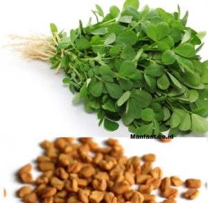 11 Manfaat Fenugreek Kesehatan Ibu Menyusui Manfaat 