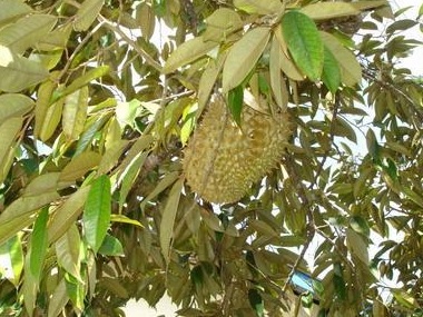 Download 560 Gambar Durian Daun  