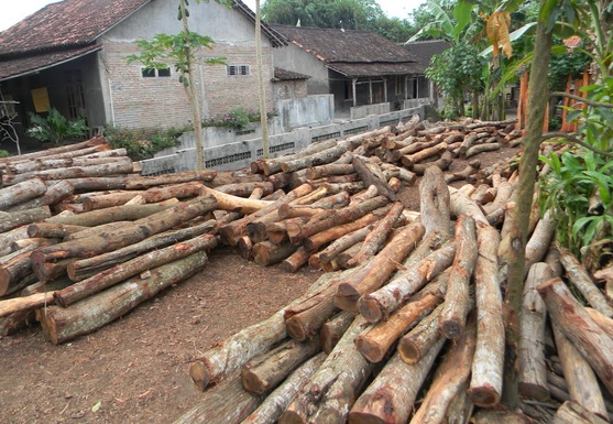 10 Manfaat Kayu  Akasia  Dalam Kehidupan Sehari Hari 