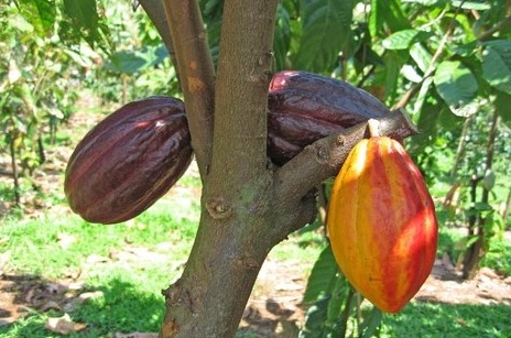 10 Manfaat Buah Coklat  Untuk Kesehatan Manfaat  co id