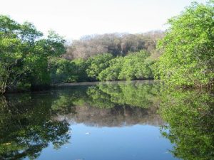 12 Manfaat  Hutan Mangrove Bagi  Kehidupan Manusia  Manfaat  