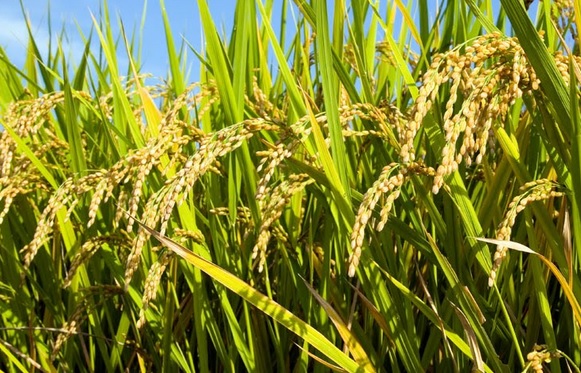 Pengertian Sawah Macam Dan Manfaatnya Lengkap