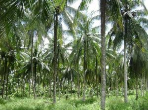 30 Manfaat Pohon Kelapa Akar Batang Daun dan Buah 