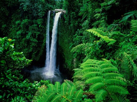 10 Manfaat Hutan  Hujan  Tropis  Bagi Kehidupan Manusia 