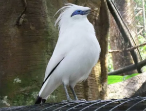 Manfaat Burung Jalak Bali