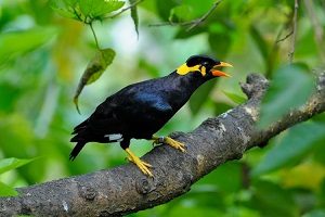 gambar burung beo hitam putih | gambar burung wallpaper