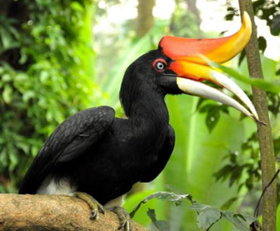 7 Manfaat Burung  Rangkong Untuk Hutan dan Upacara Adat 