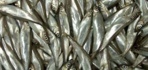 Ikan capelin