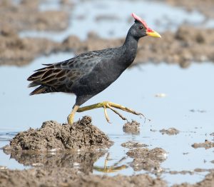 Burung ayam ayaman