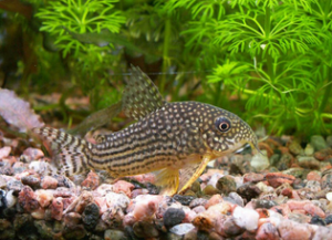 Ikan corydoras