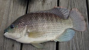 Ikan tilapia