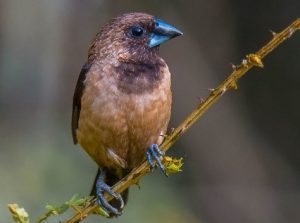 Burung pipit