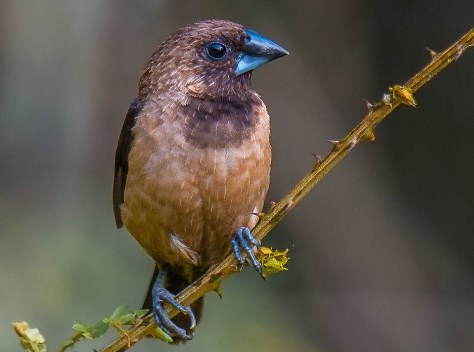 5 Manfaat Burung Pipit  Bagi Kesehatan Manusia Manfaat co id