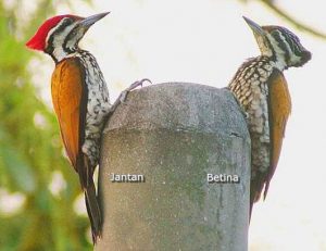 Burung pelatuk bawang