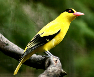 Manfaat Burung Kepodang