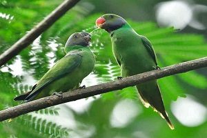 14++ Burung bubut jawa terbaru