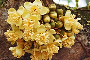 6 Manfaat Bunga Durian  untuk Kesehatan Kulit Manfaat co id
