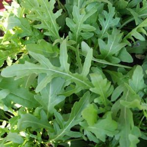 sayur arugula