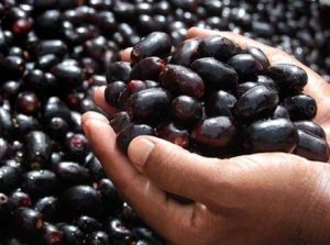 the benefits of jamblang fruit