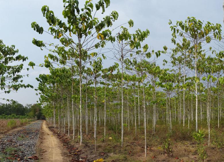 Luar Biasa Jenis Pohon Gaharu Termahal - Bunga Hias