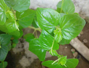 manfaat daun peperomia