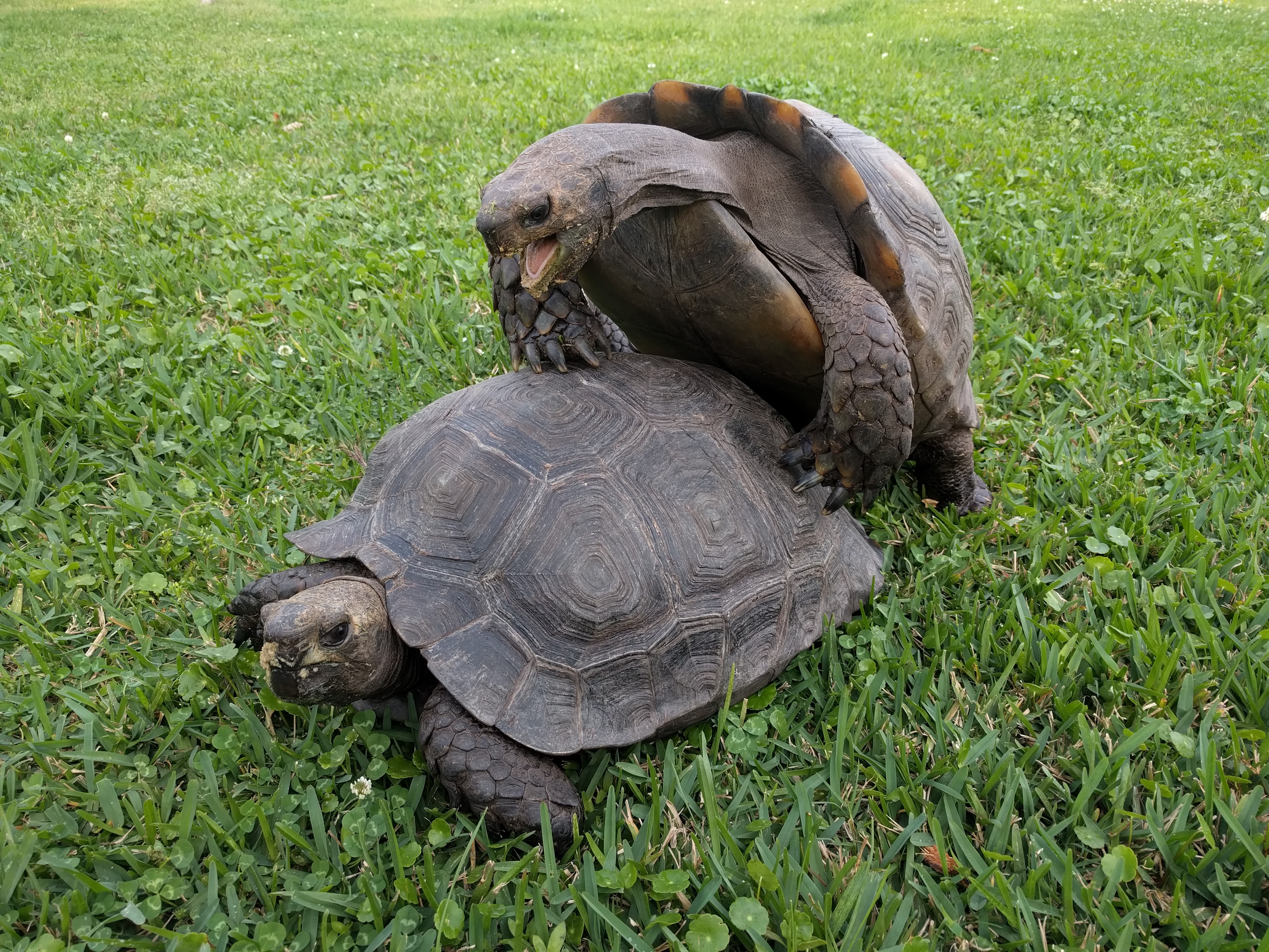 Tortoise Reproduction