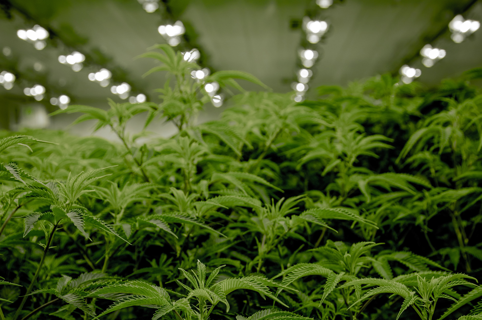 Cannabis Cultivators are Succeeding by Increasing Profitability through Energy Management