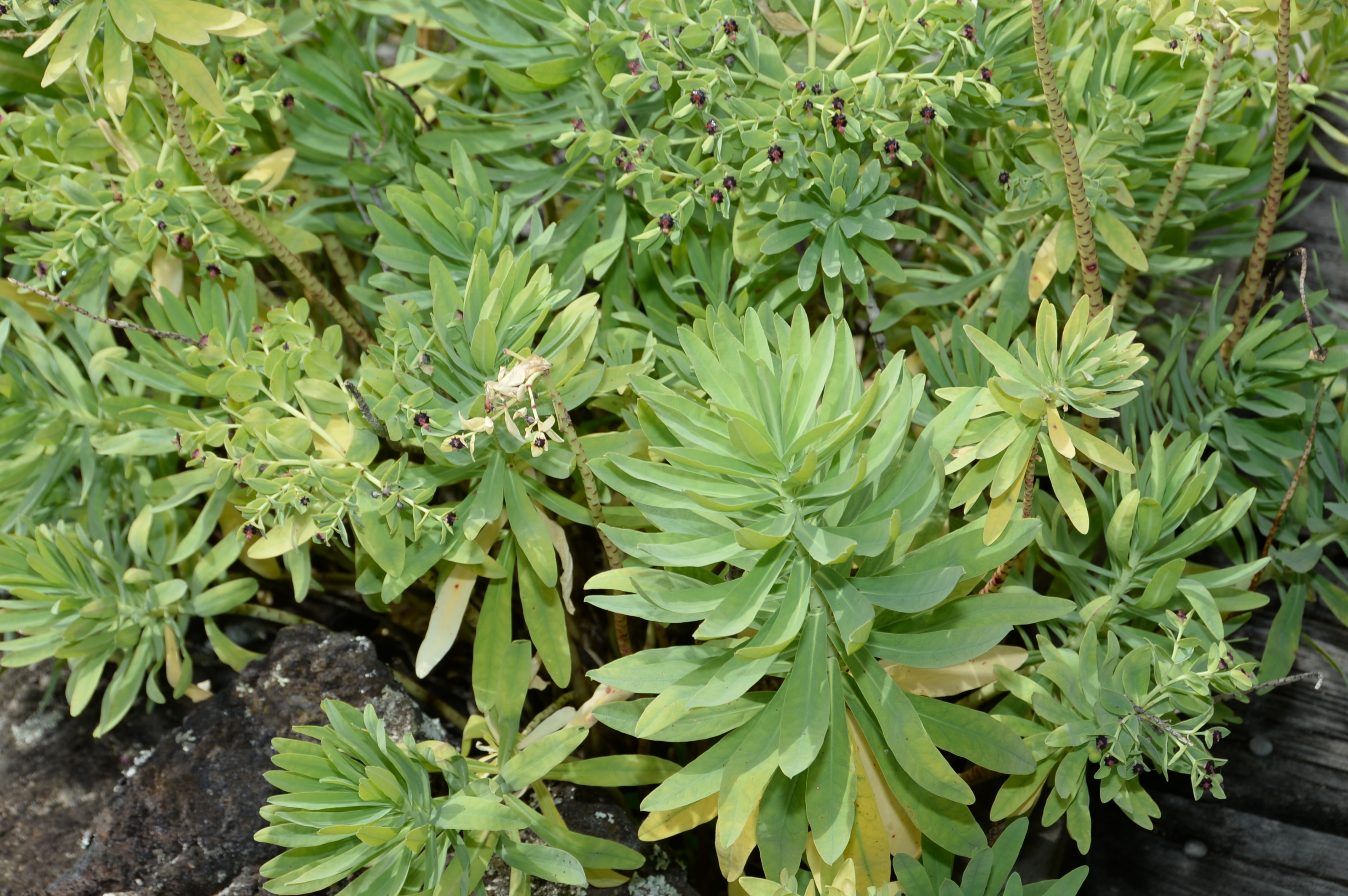 atua - Te Aka Māori Dictionary