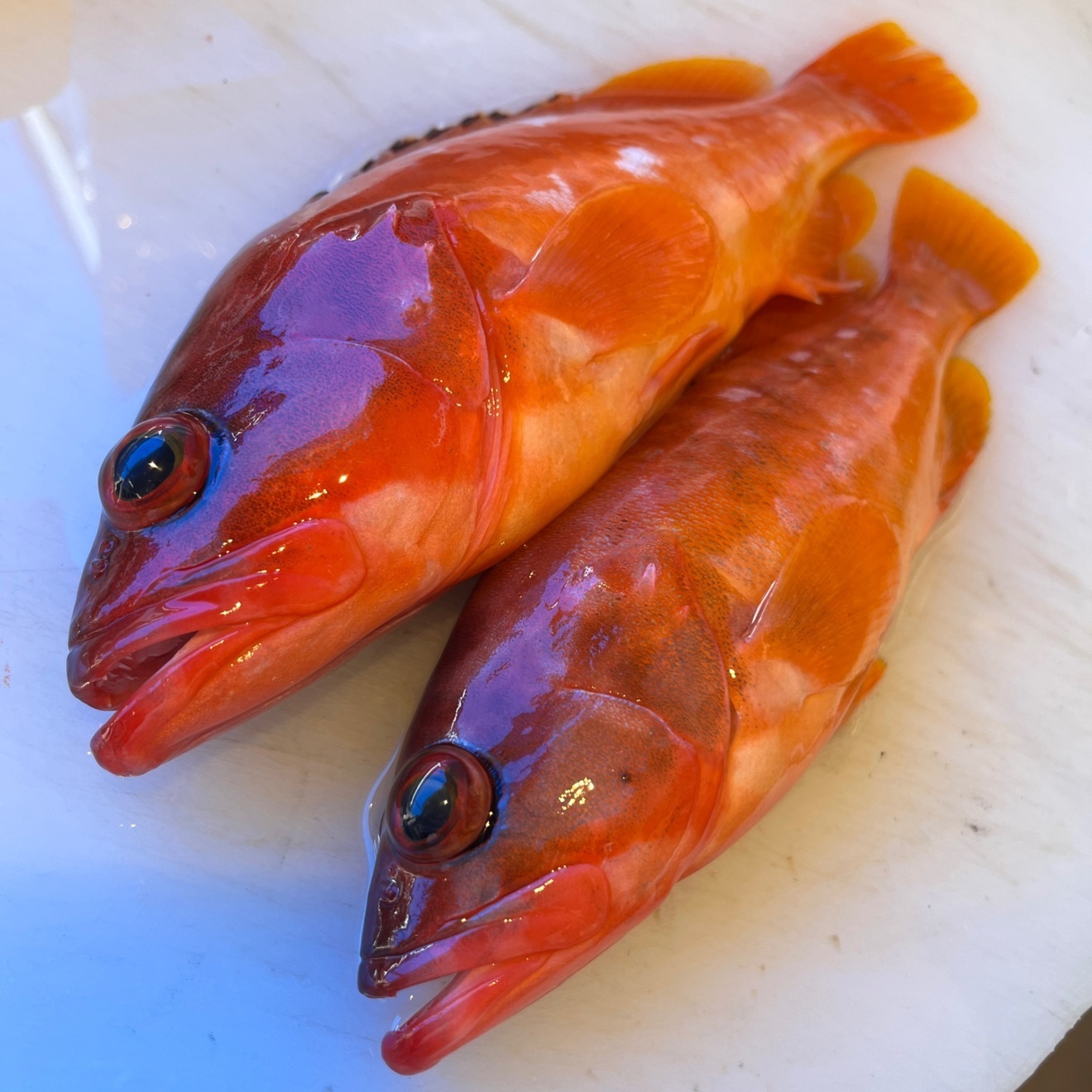 辻本大二魚店