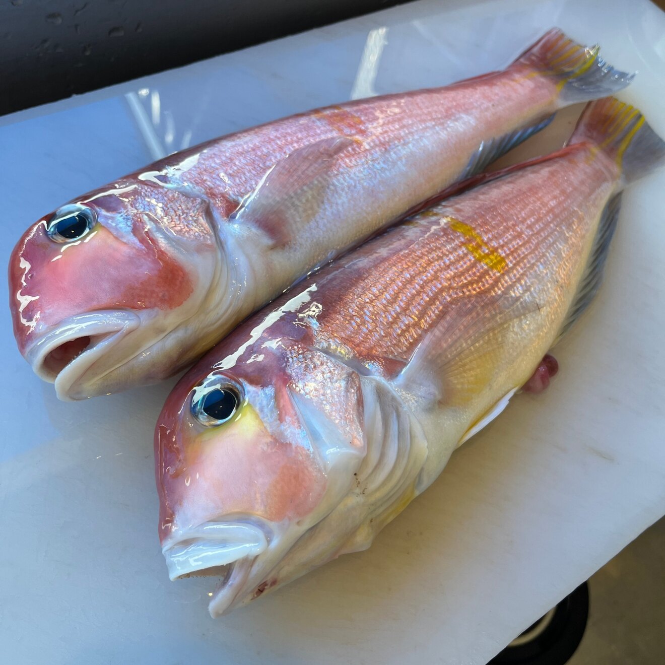 辻本大二魚店