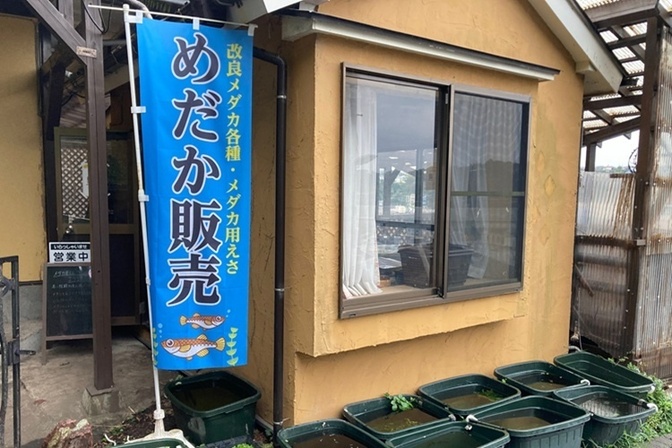 メダカ屋えん　神奈川県横浜市のメダカ屋