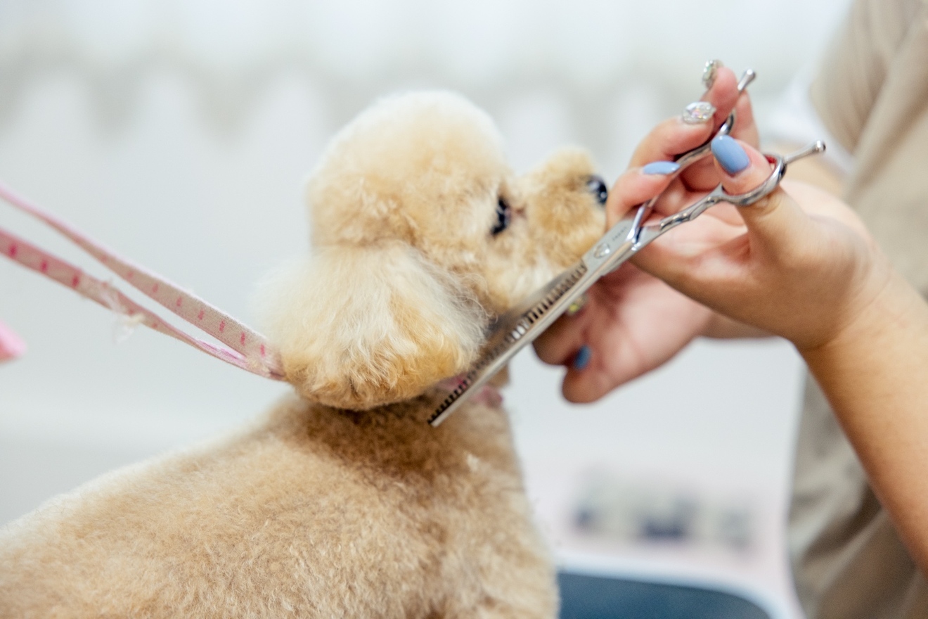 dog salon milimili