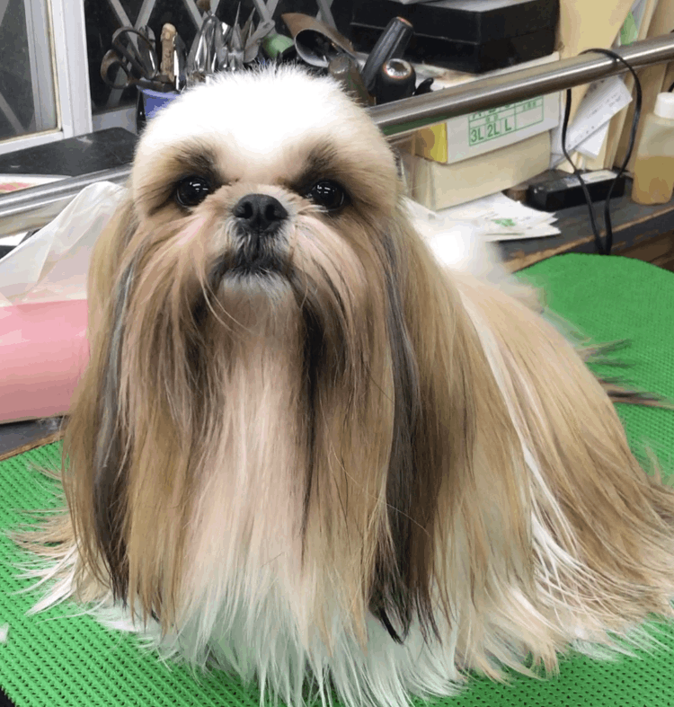ワンワンショップ　パルコ