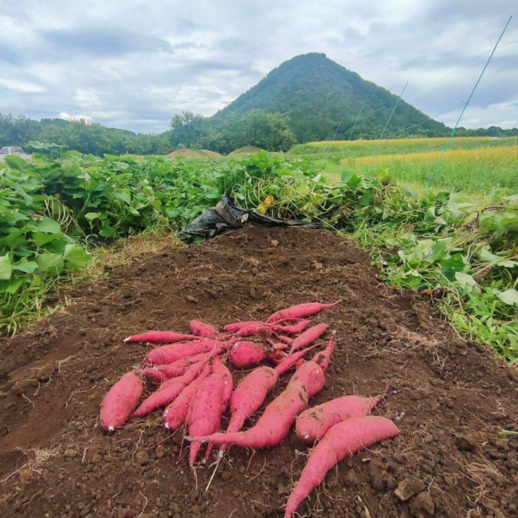ことのはファーム｜兵庫丹波・無農薬野菜