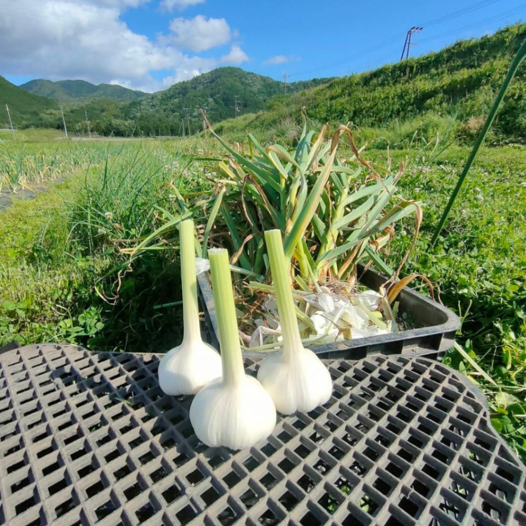 ことのはファーム｜兵庫丹波・無農薬野菜