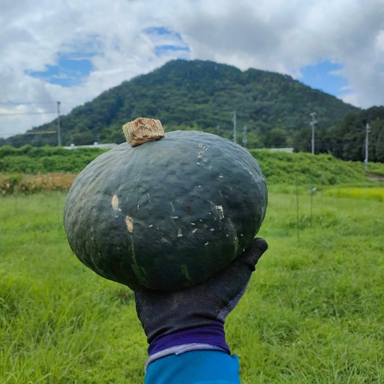ことのはファーム｜兵庫丹波・無農薬野菜