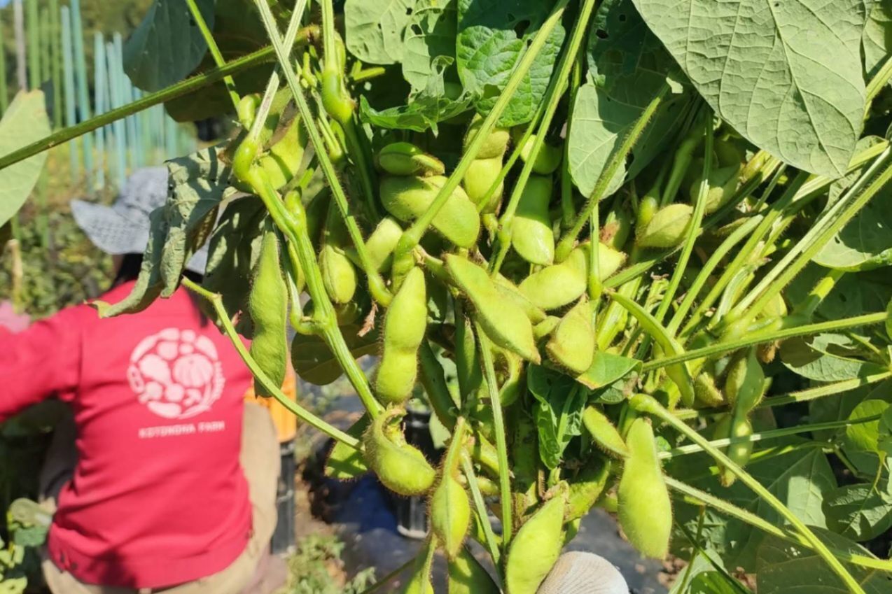 ことのはファーム｜兵庫丹波・無農薬野菜
