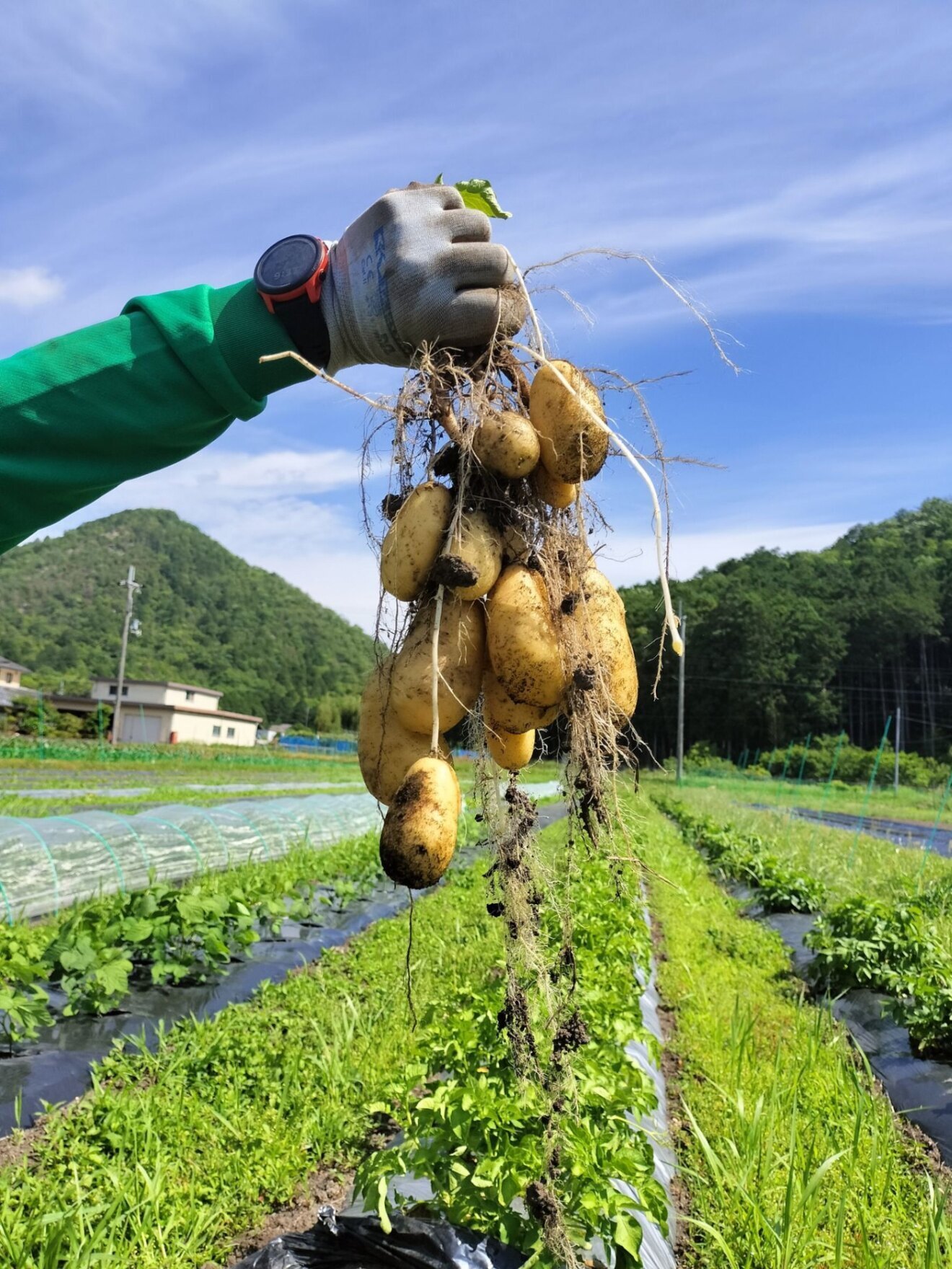 ことのはファーム｜兵庫丹波・無農薬野菜