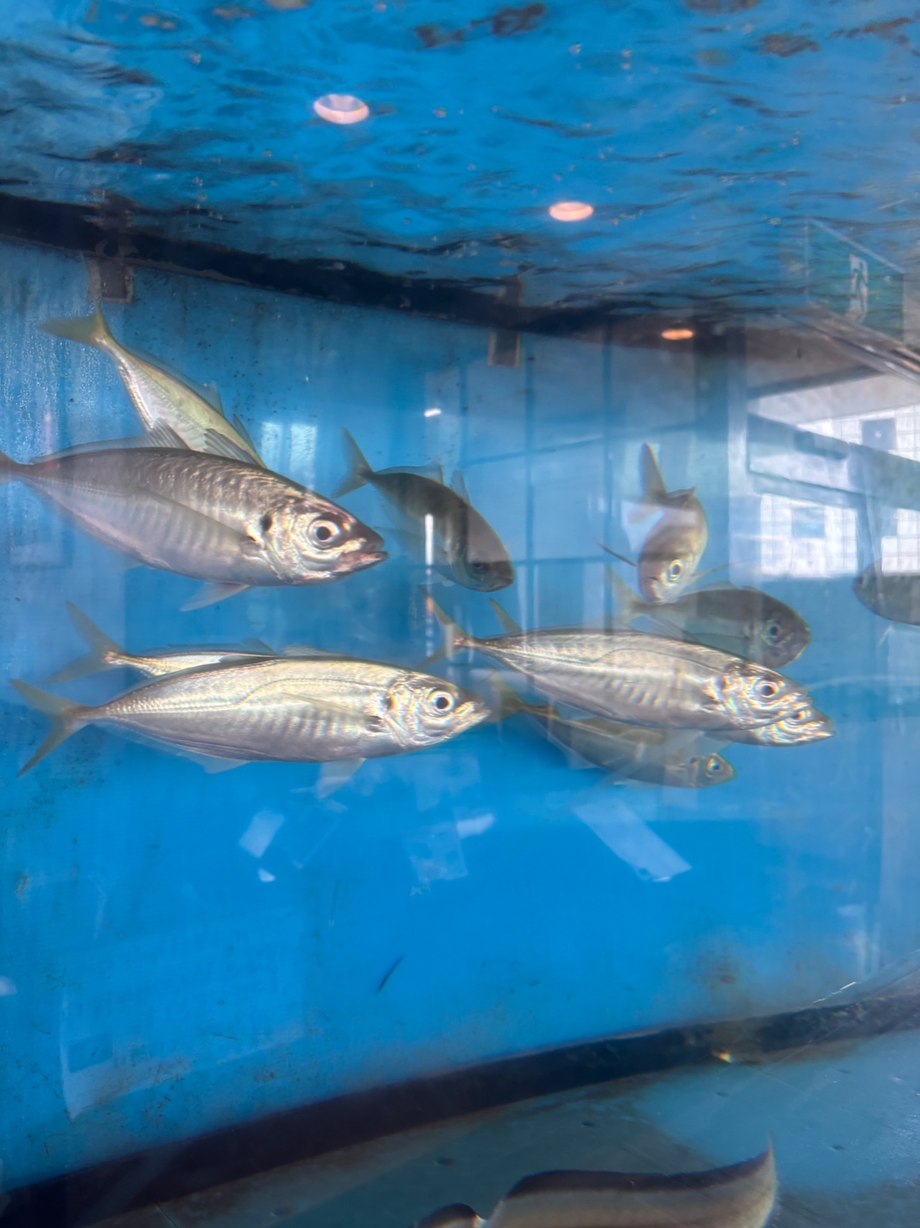 魚家うずしお
