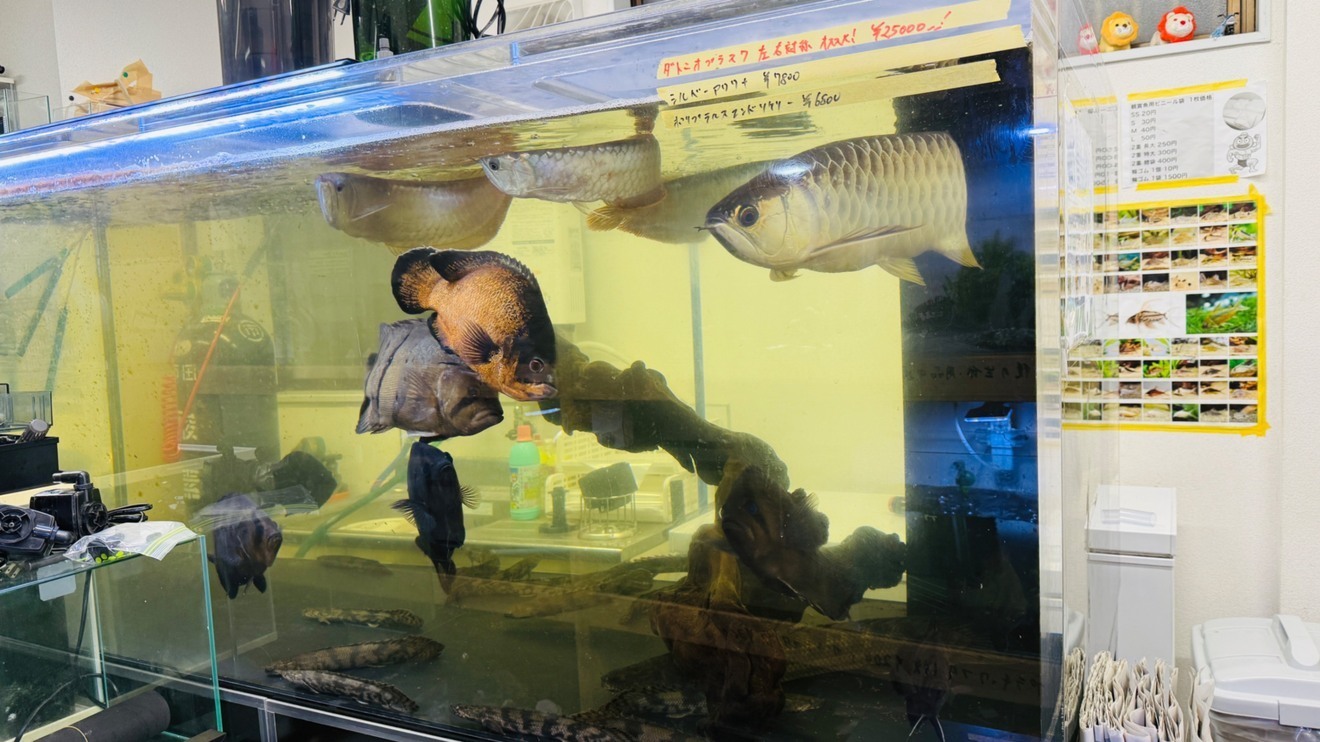 買取専門の熱帯魚屋さん@東京都江戸川区