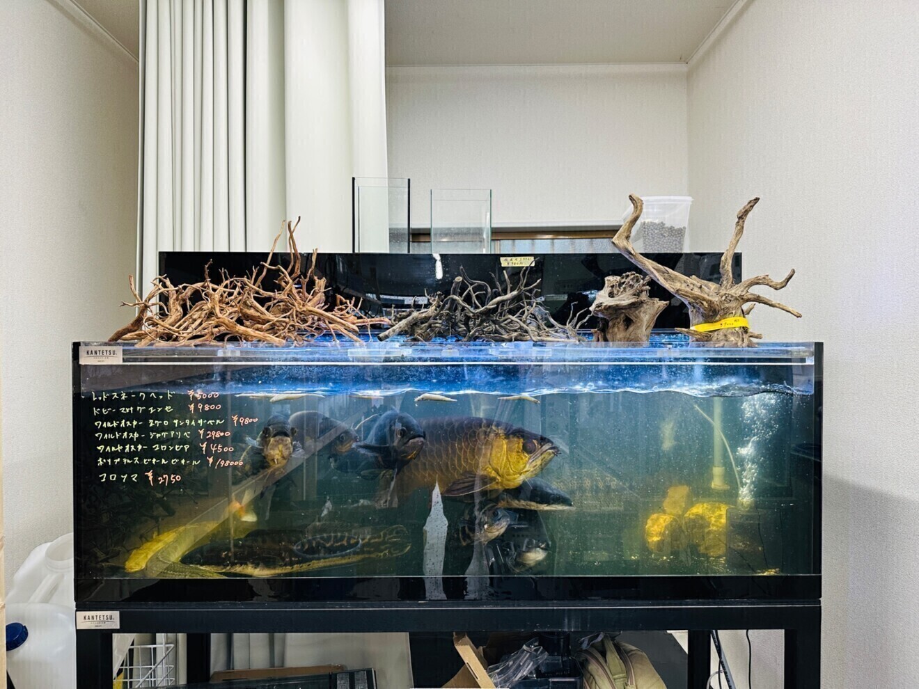 買取専門の熱帯魚屋さん@東京都江戸川区