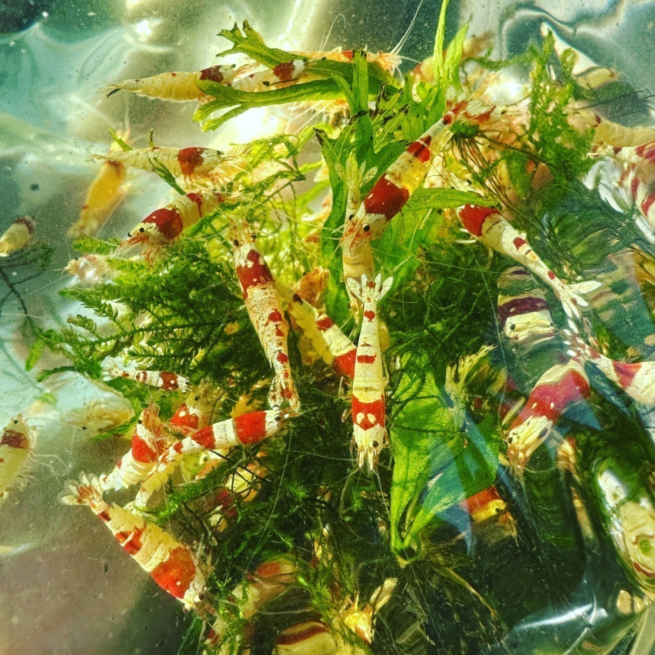 買取専門の熱帯魚屋さん@東京都江戸川区