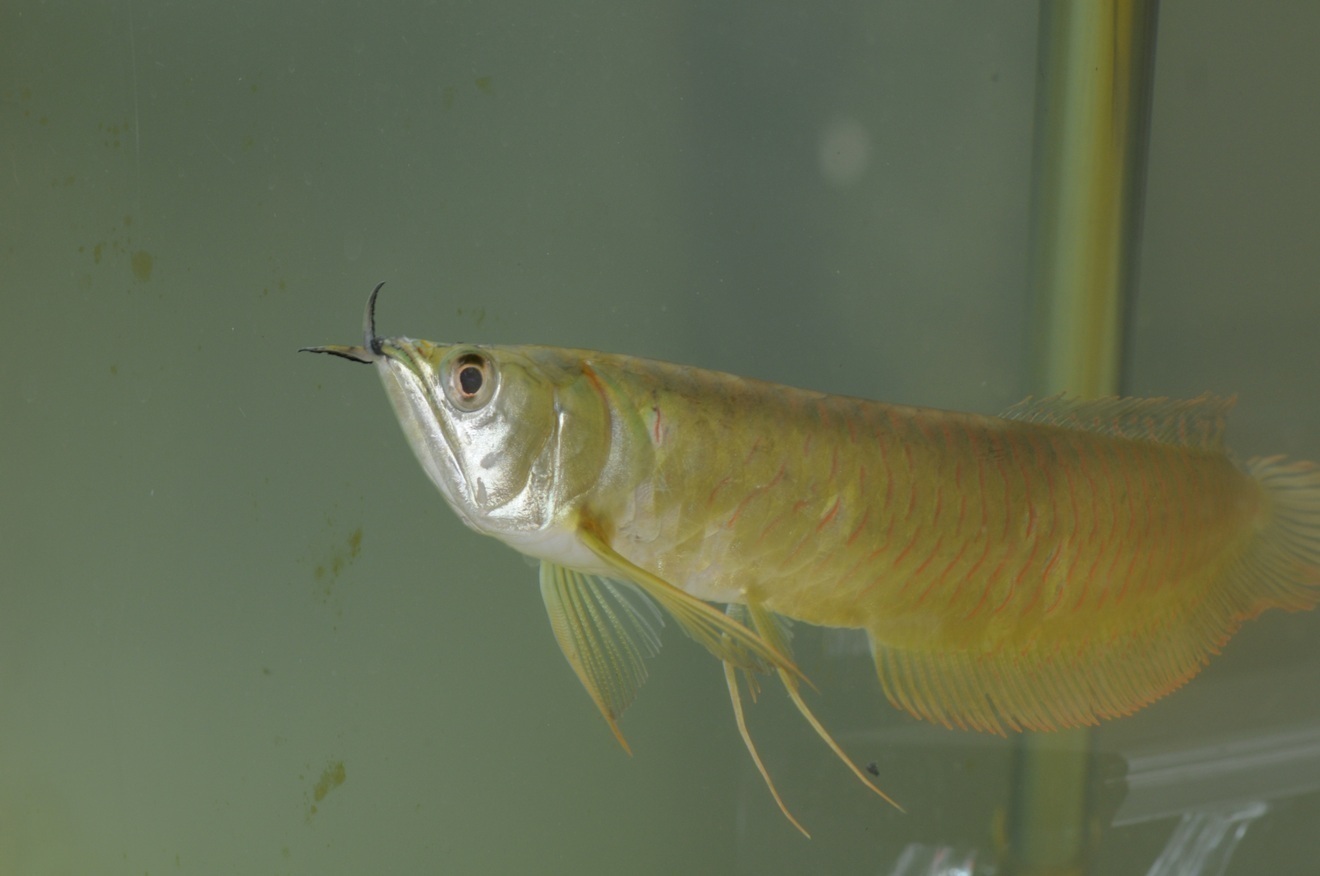 買取専門の熱帯魚屋さん@東京都江戸川区