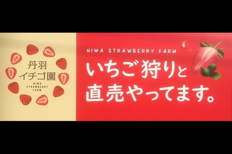 いちご狩り　丹羽（ニワ）いちご園