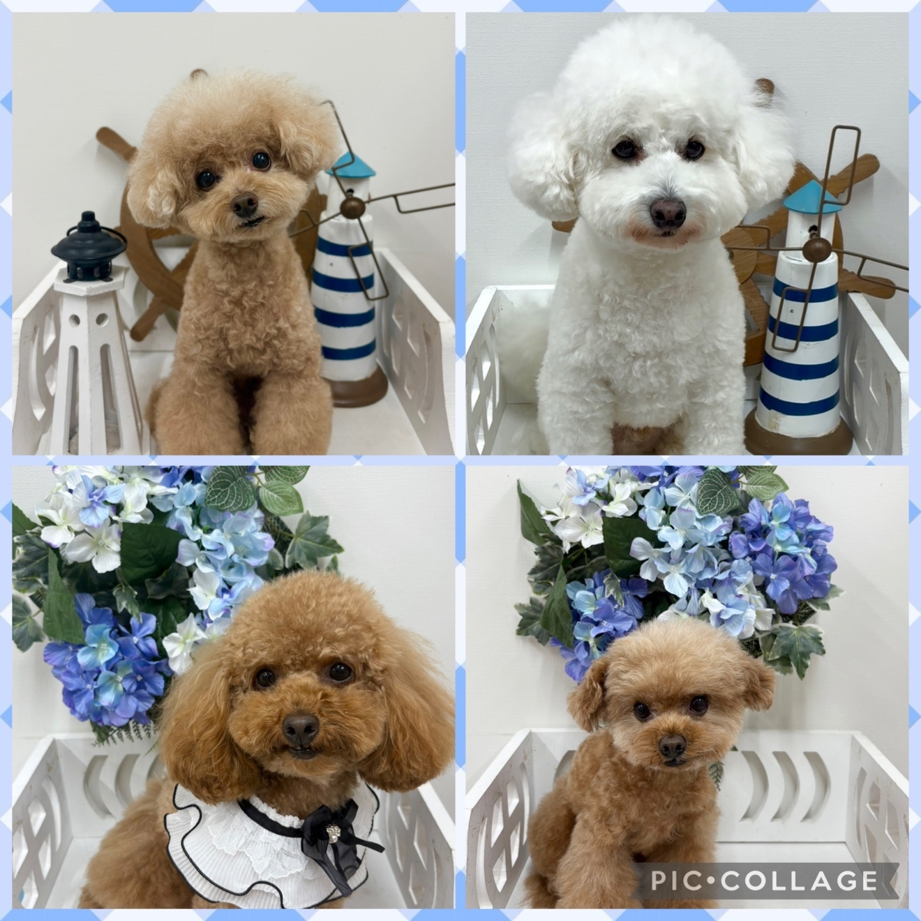 犬のしつけパピーラブ世田谷