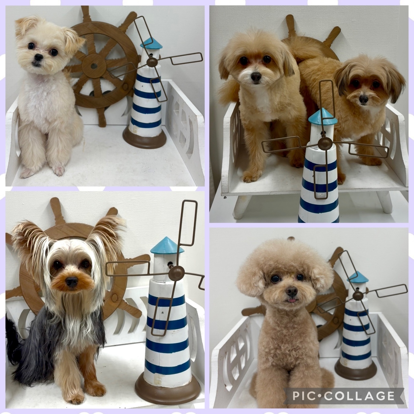 犬のしつけパピーラブ世田谷