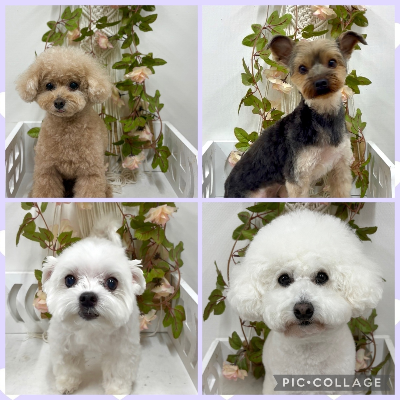 犬のしつけパピーラブ世田谷